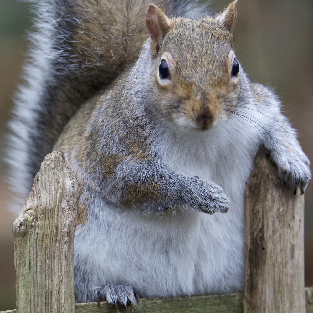 A close-up of a gray squirrel sitting on a wooden fence.